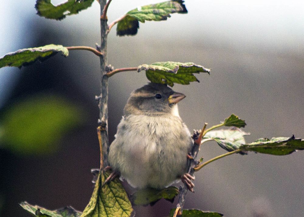 Photograph by Людмила Крышковец