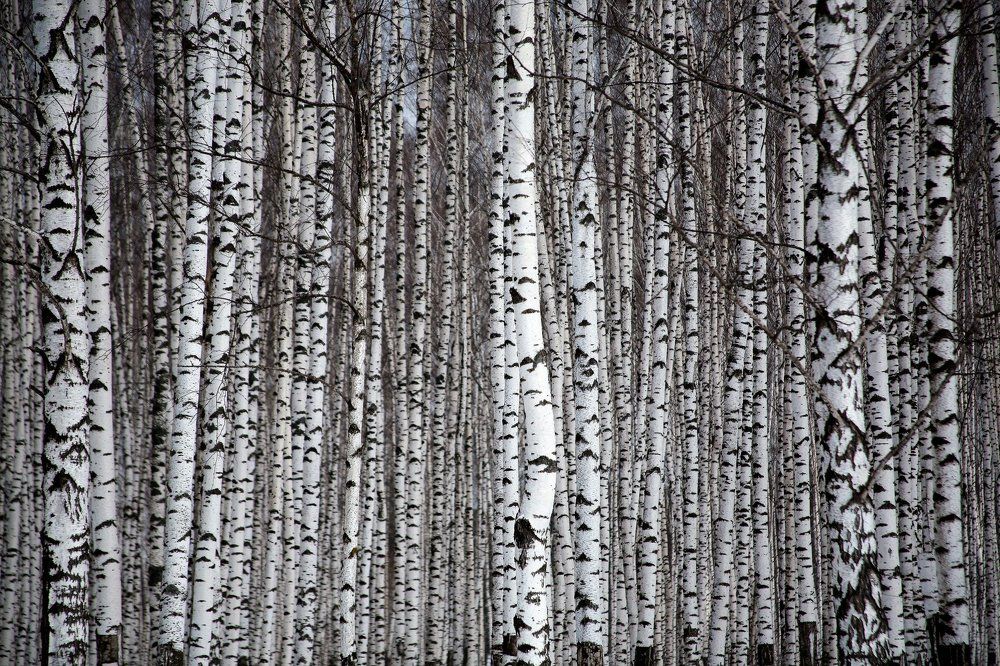 Фотография автора ИГОРЬ МЕЛЬНИКОВ