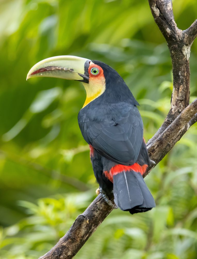 Photograph by Renato Costa Pinto