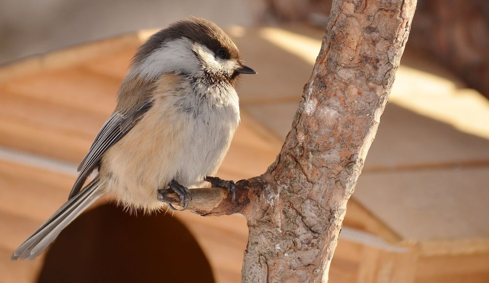 Задумчивая гаичка
