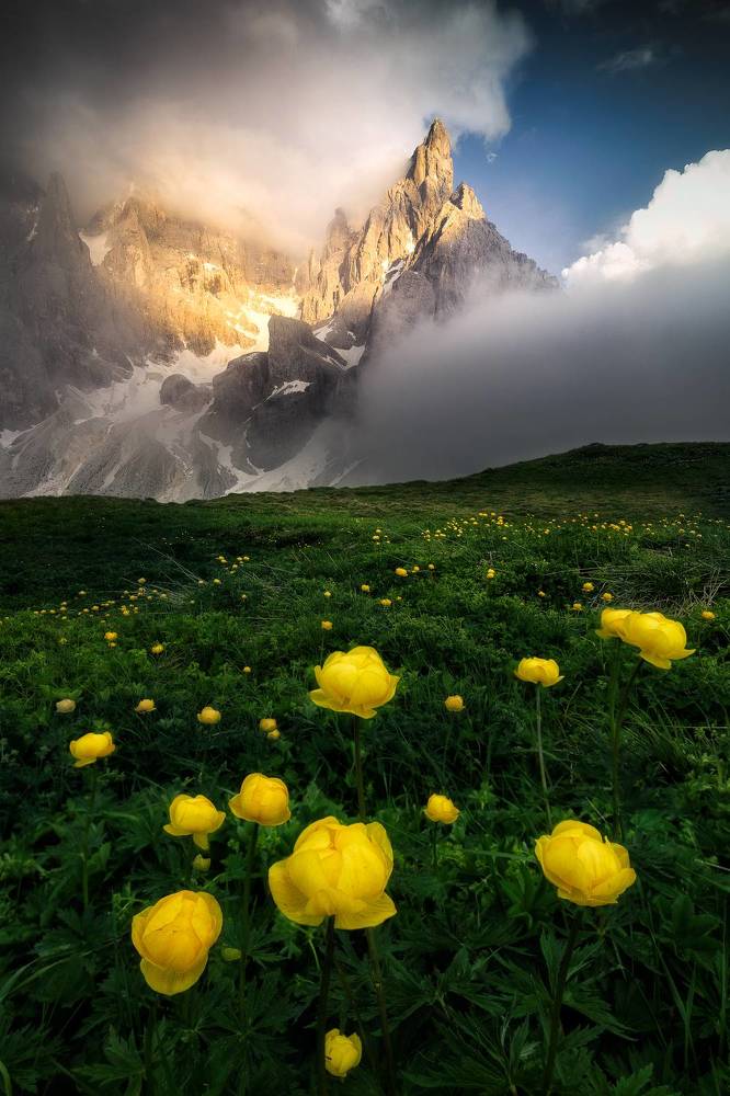 Dolomiti's flowers