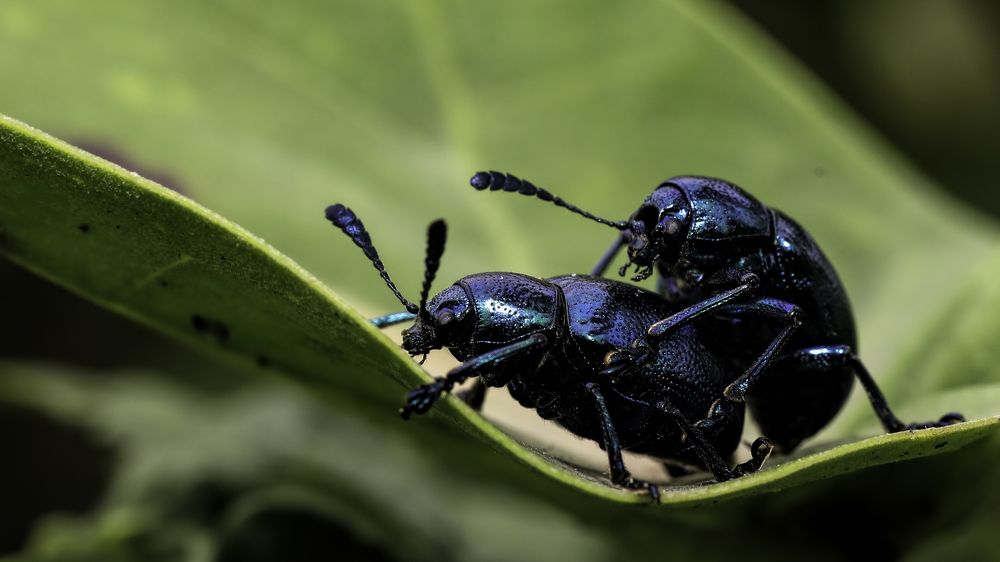 Photograph by Satish T P