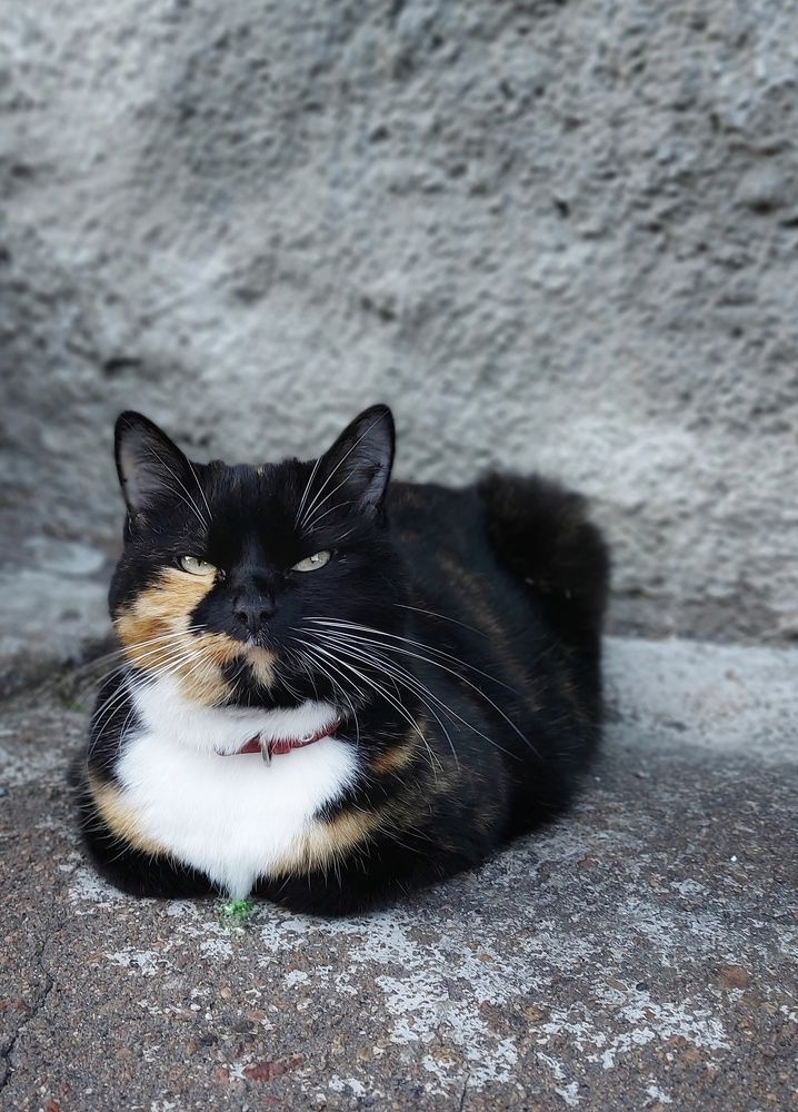 Фотография автора Alina Filimonova