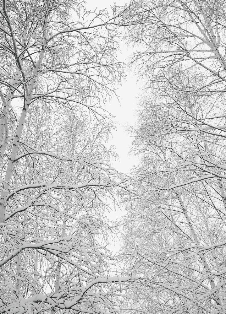 Снежные березы