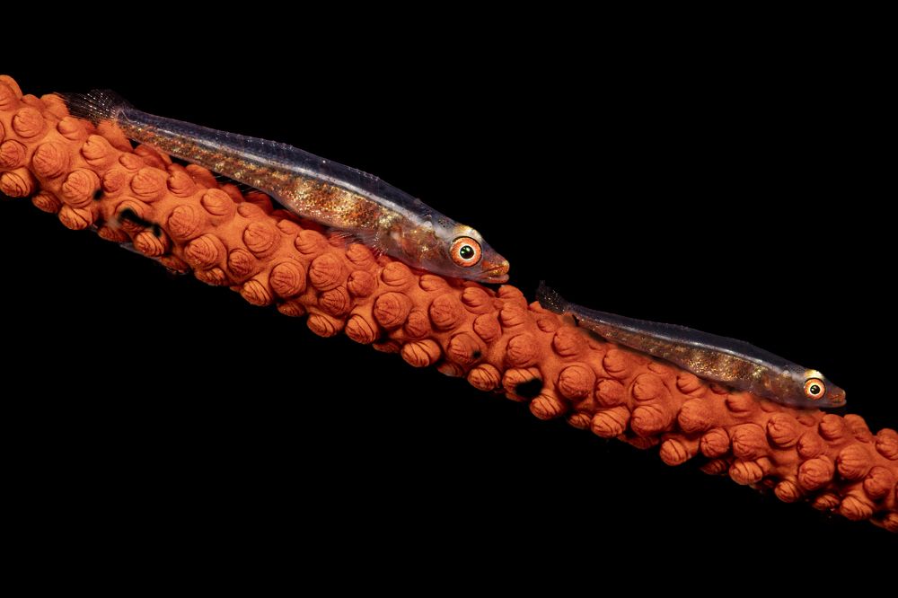 Photograph by Rodrigo Gavilan