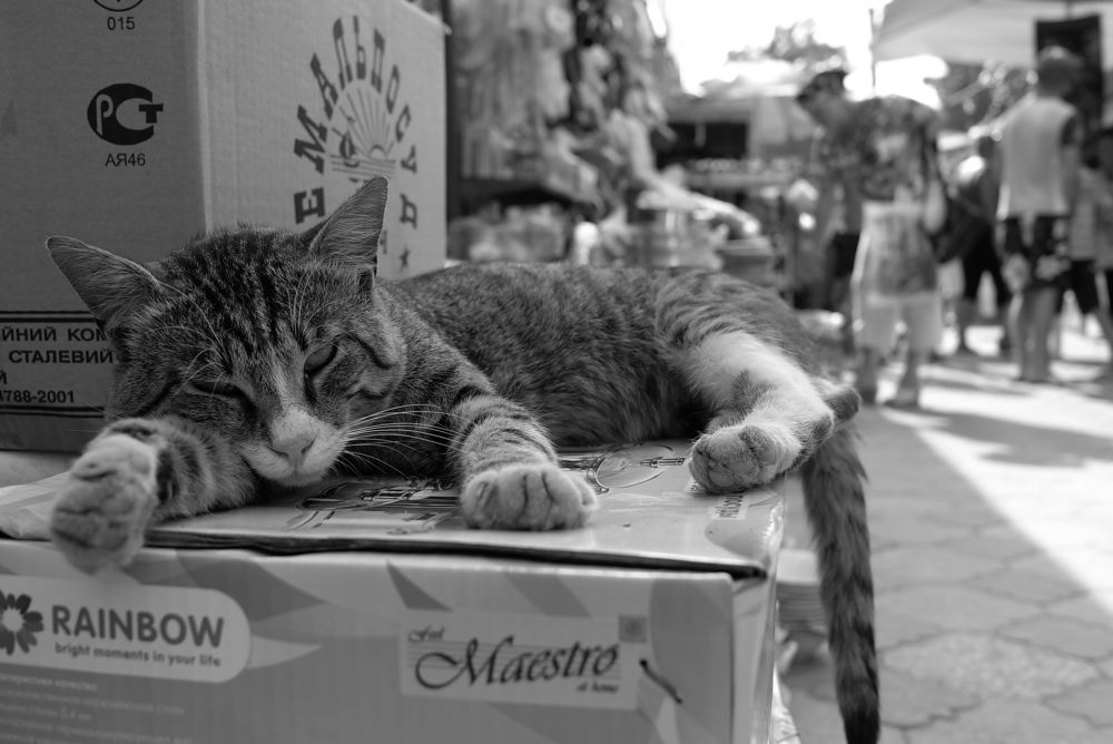 Photograph by Виктор Ремишевский