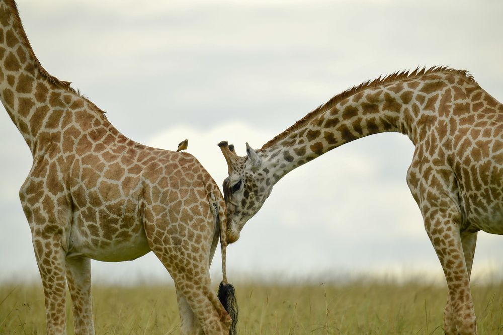 Photograph by Chinmay Fichadiya