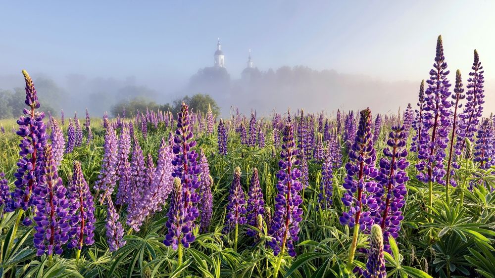 Фотография автора Дмитрий Дон