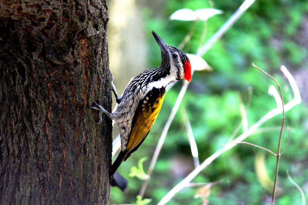 ID: Tuki (Bengali Word)