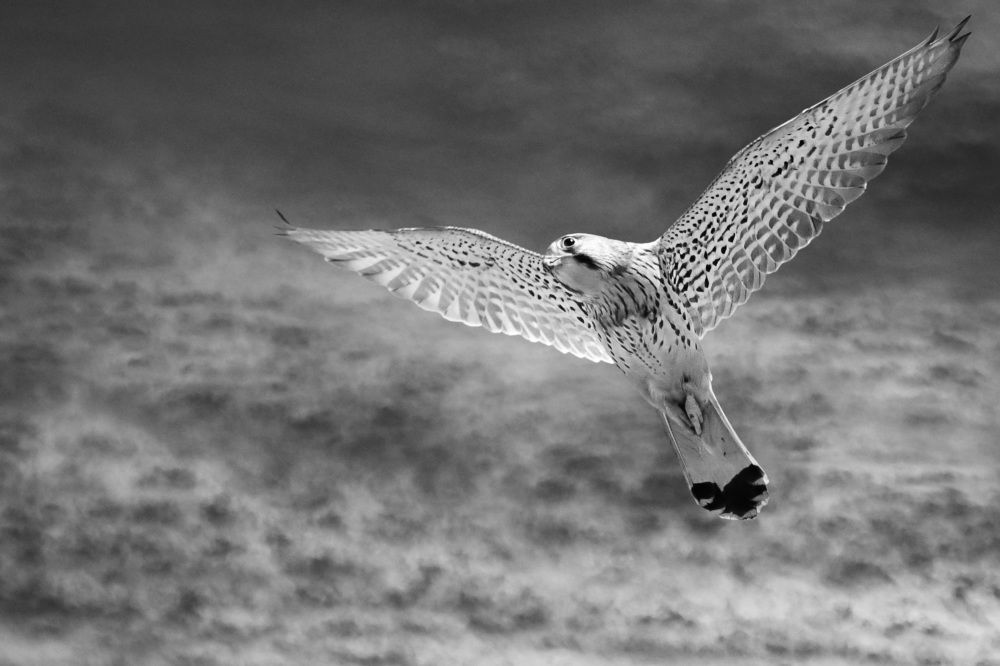 Фотография автора Anne Moginier