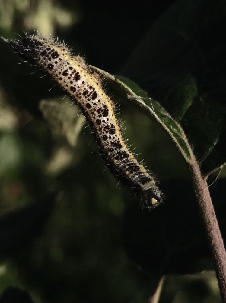 Photograph by Елена Никитенко