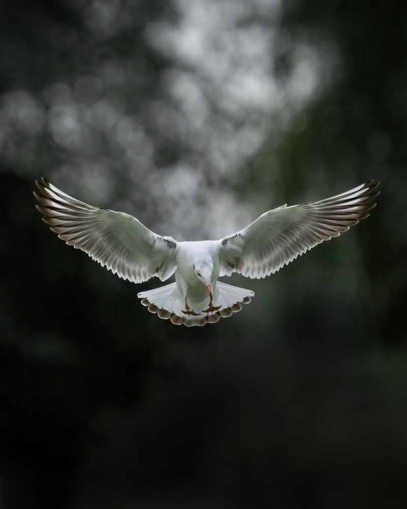 Photograph by Noushadali