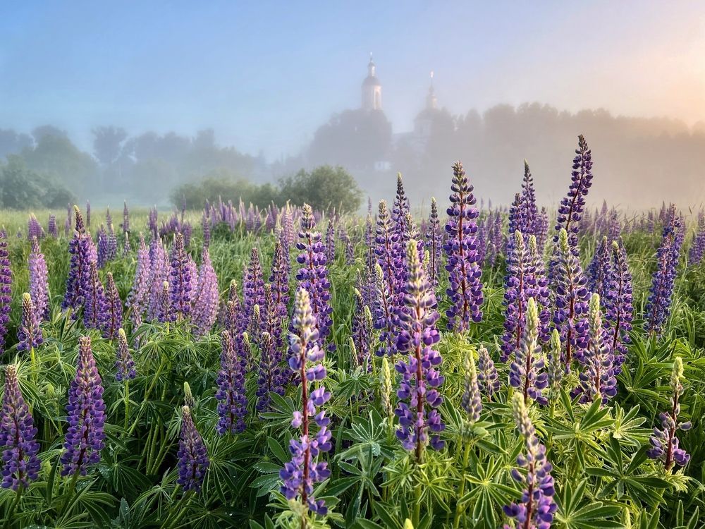 Фотография автора Дмитрий Дон