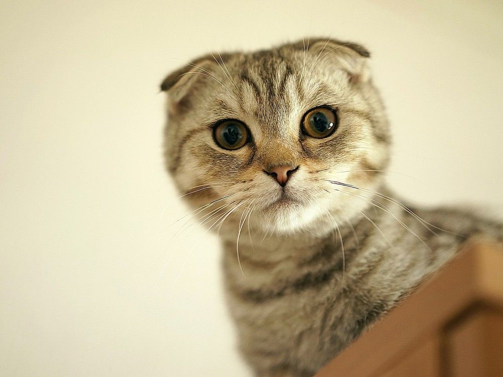 Давай Знакомиться!