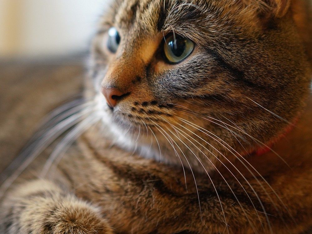 Фотография автора Николай Петровский