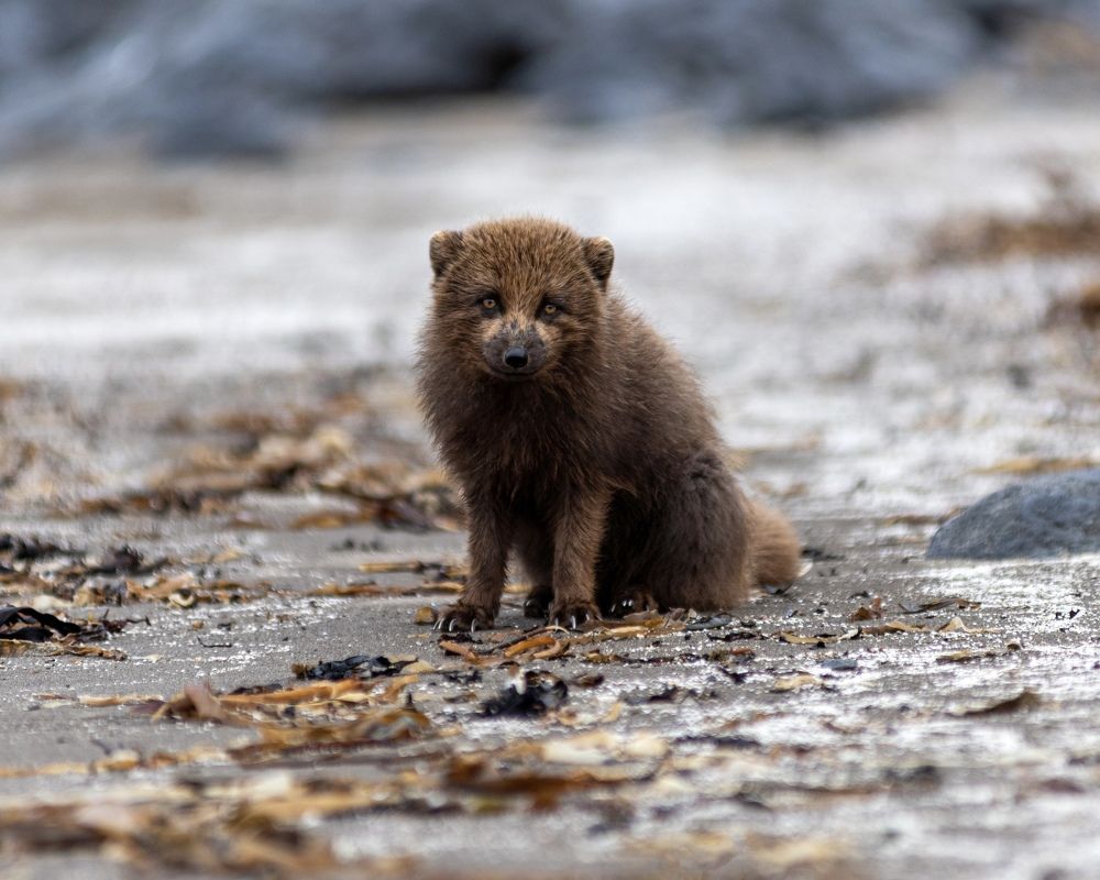 Фотография автора Дмитрий Дон