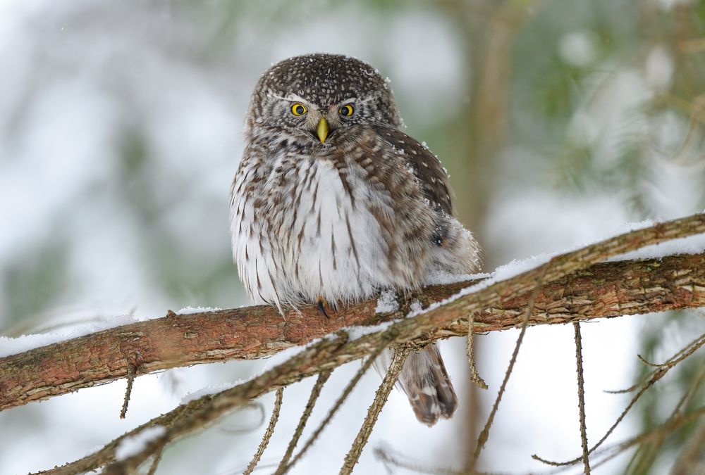 Воробьиный сычик