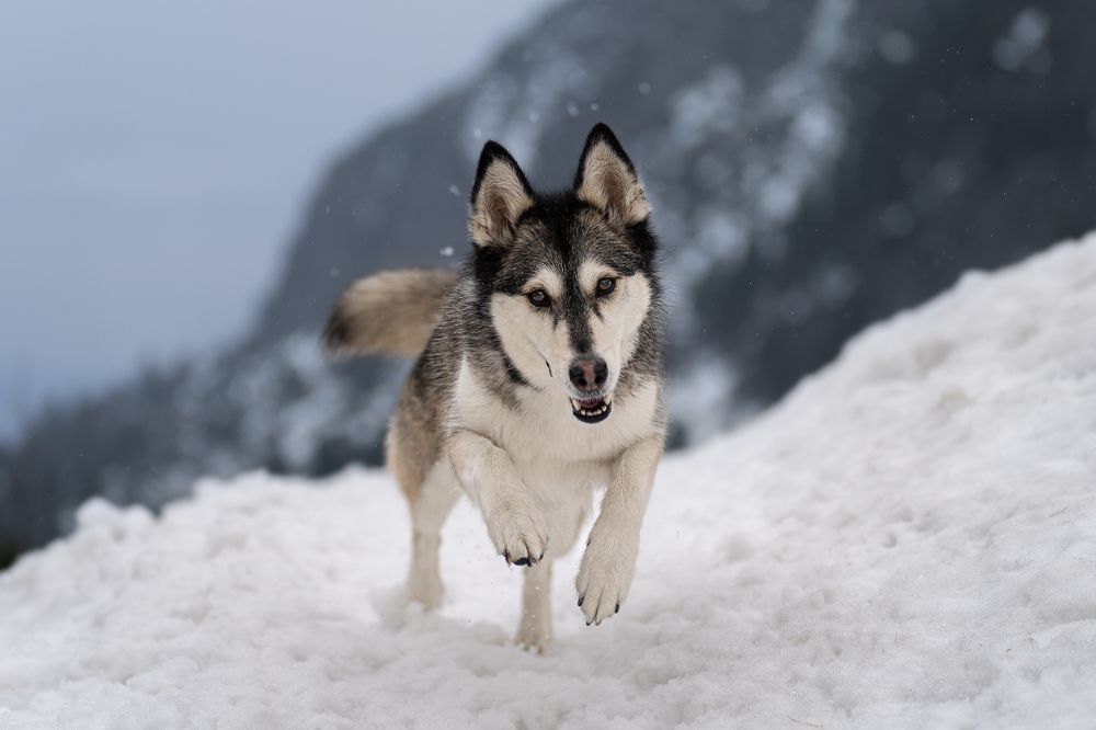 Фотография автора Krisztián Csalami