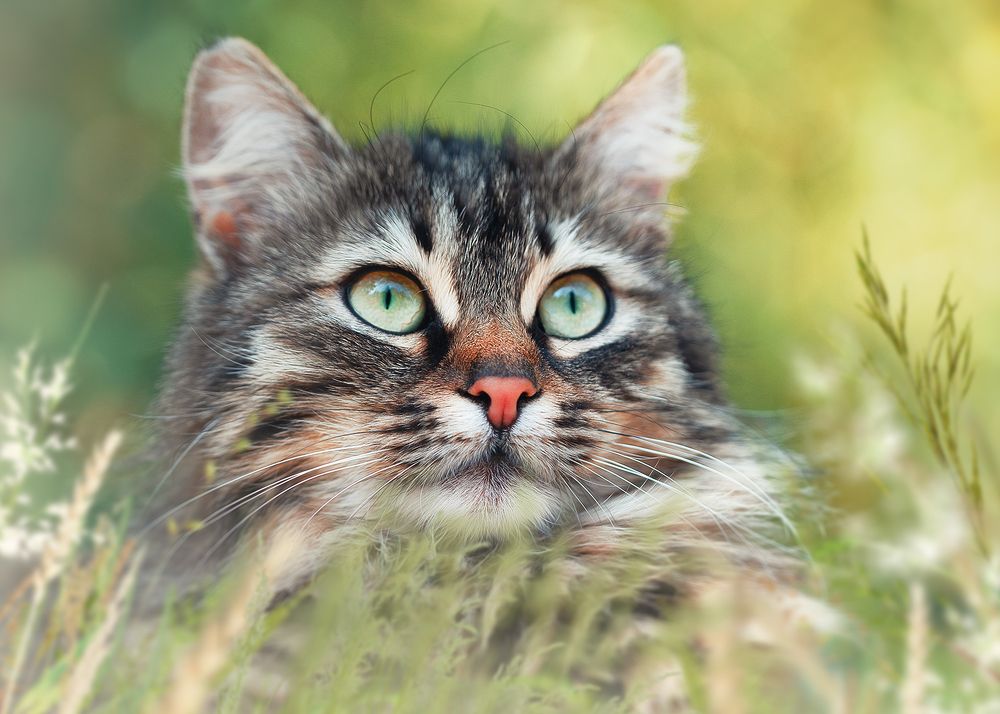 Photograph by PAPKIAURI TORNIKE