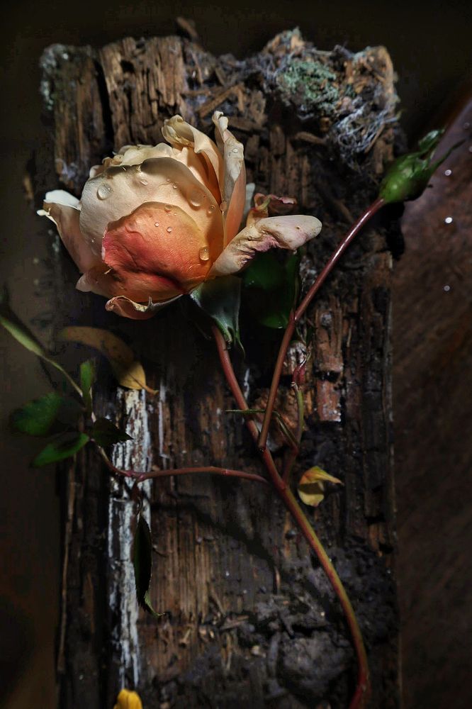 Фотография автора Larisa Klassen