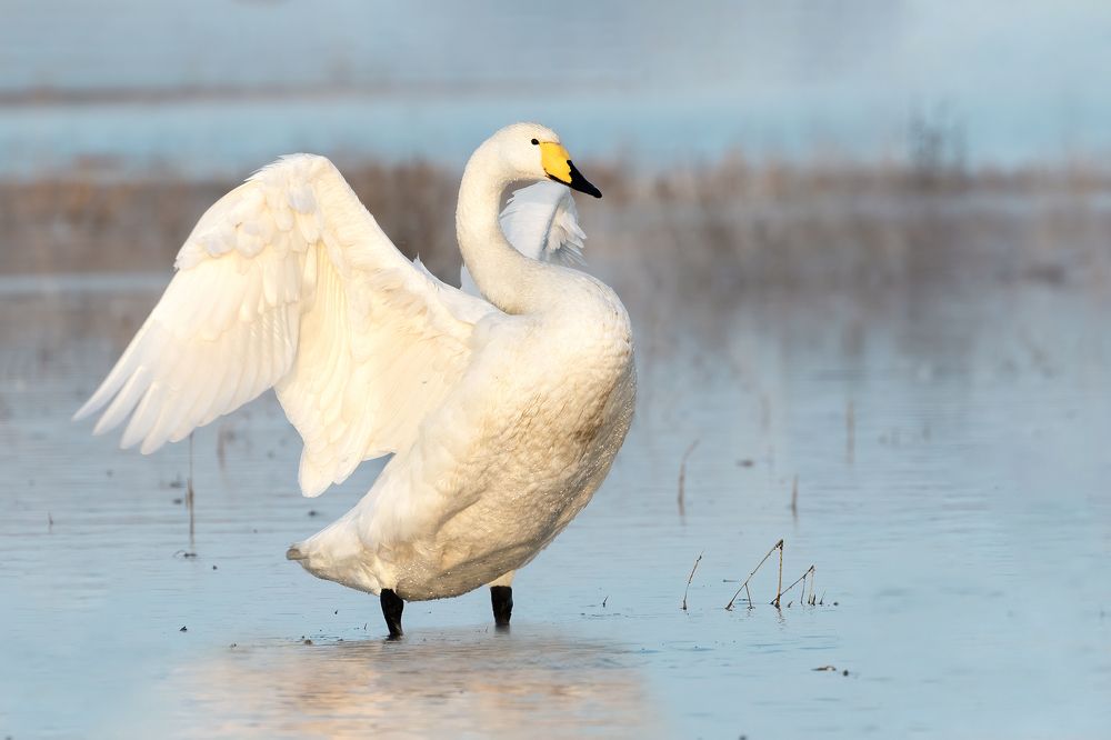 Whooper Swan