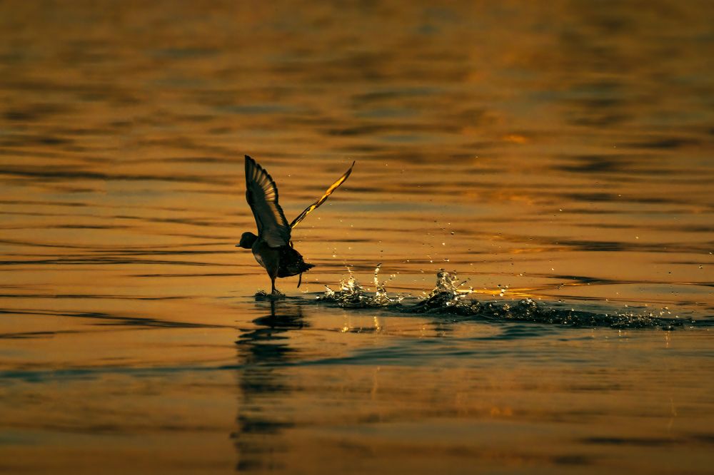 Photograph by Ahmed Fareed