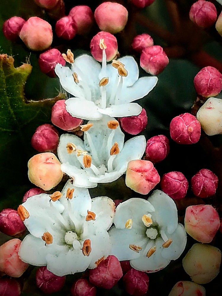 Photograph by Anila Ismailaj