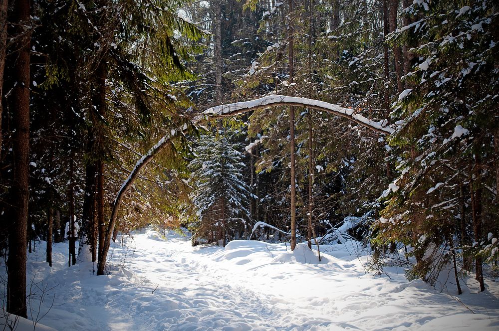 Зимний лес.