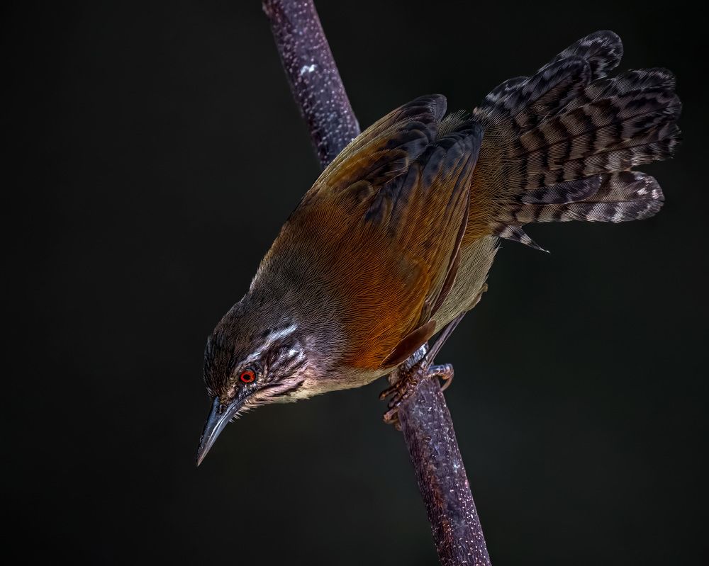 Photograph by Ademilson dos Anjos