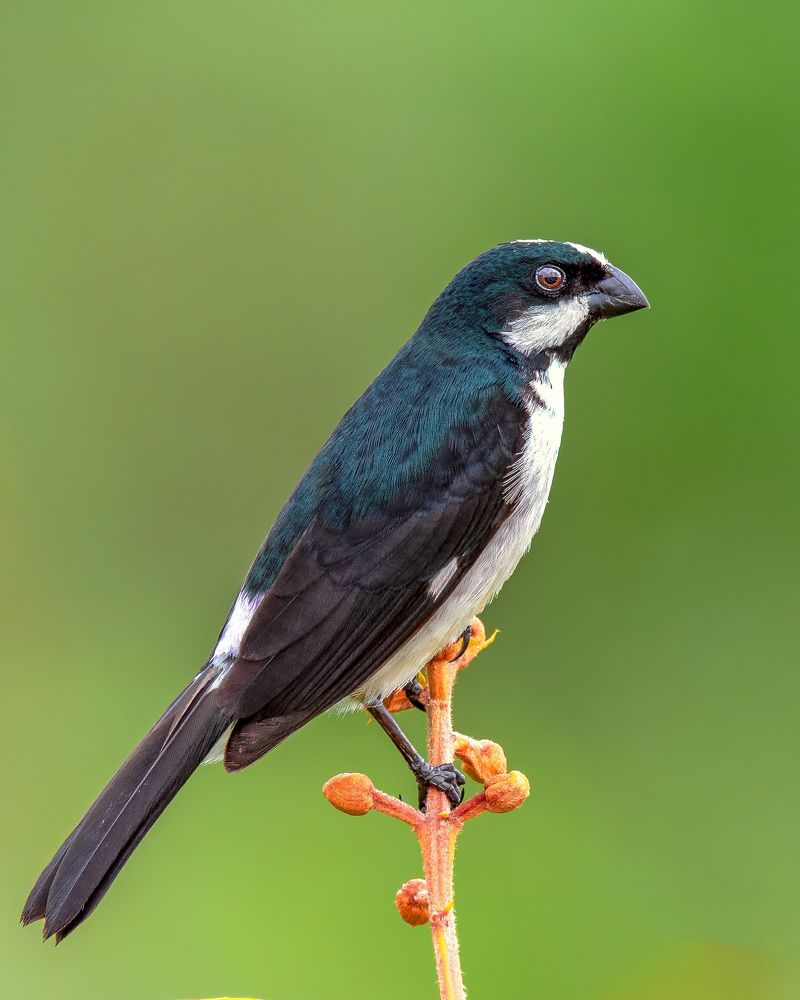 Photograph by Ademilson dos Anjos