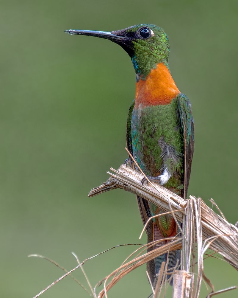 Photograph by Ademilson dos Anjos