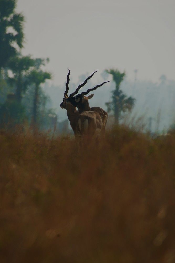 Photograph by LALUPRASAD SENAPATI