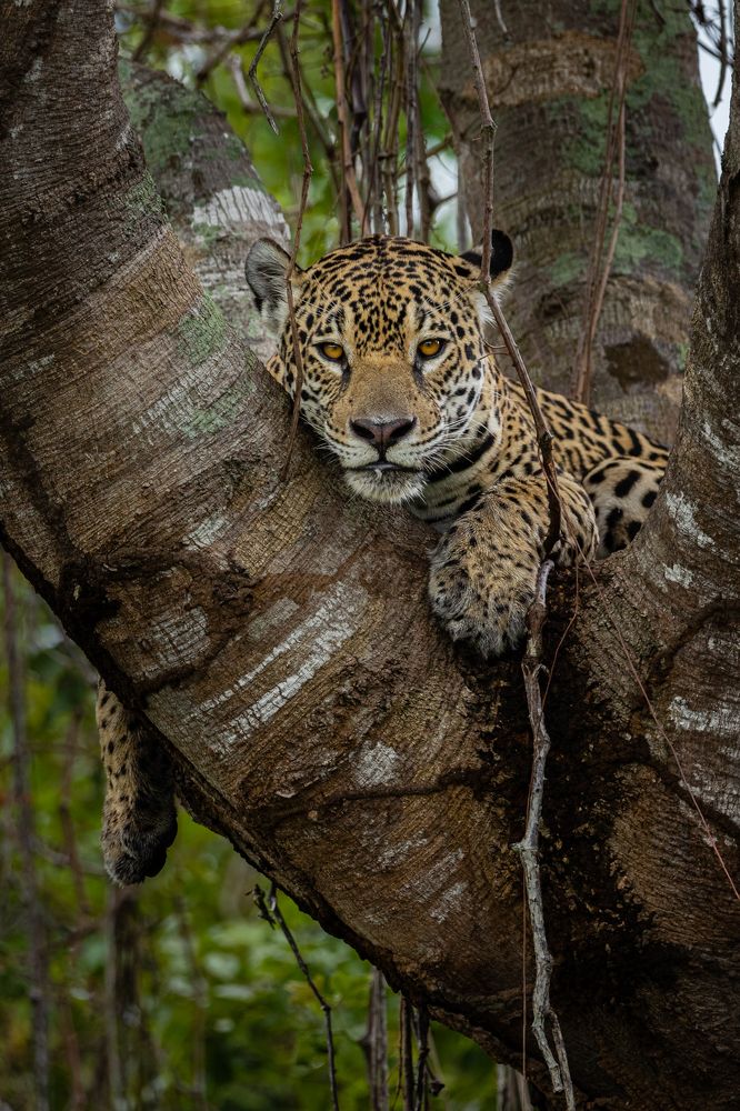 Photograph by Ricardo Ferreira