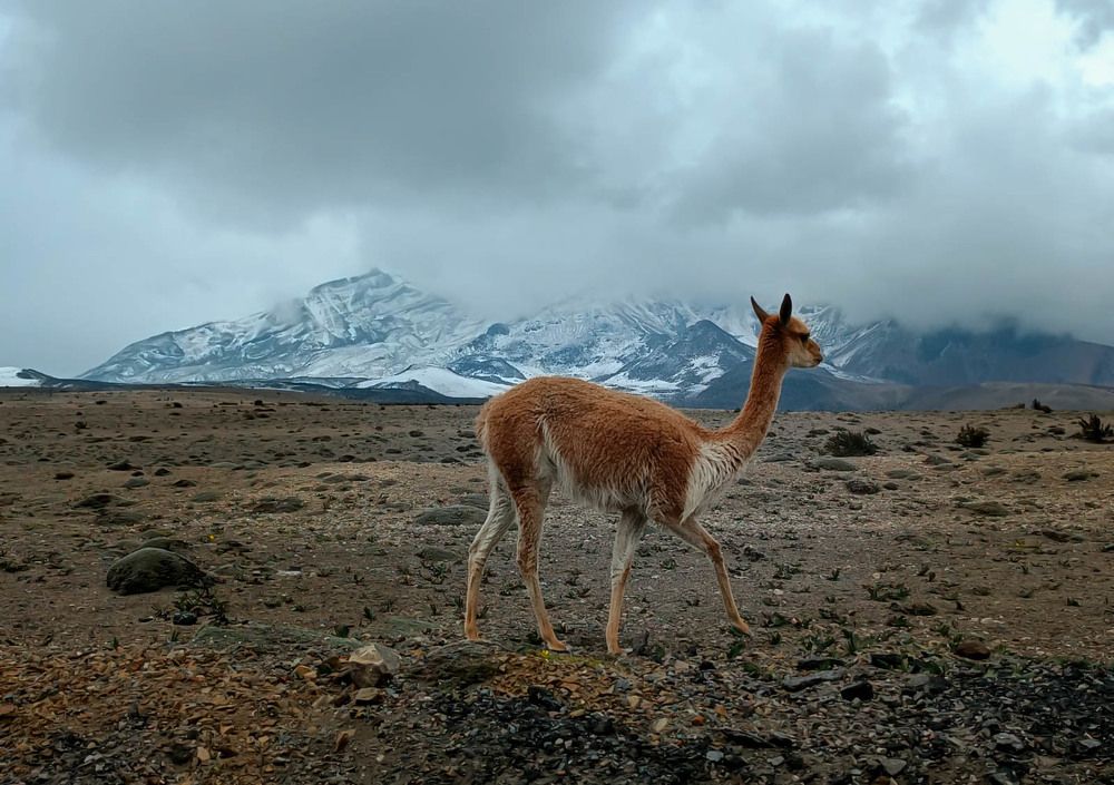 Photograph by Johana Monserrath Goyes Guerra