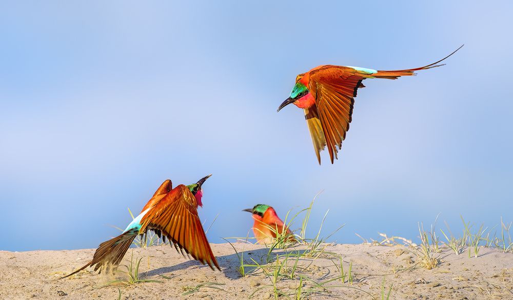 CARMINE BREEDING SEASON