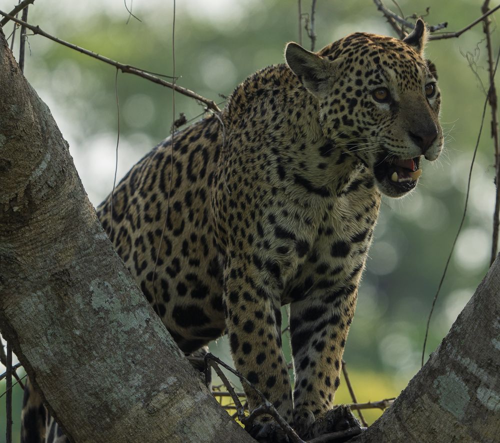 Photograph by Alberto Camardiel