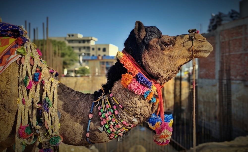 Camel's life