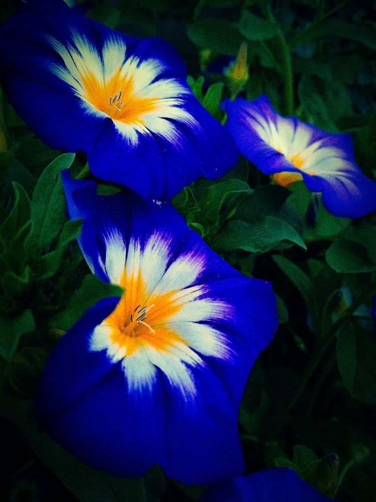 Photograph by Нина Мехнина