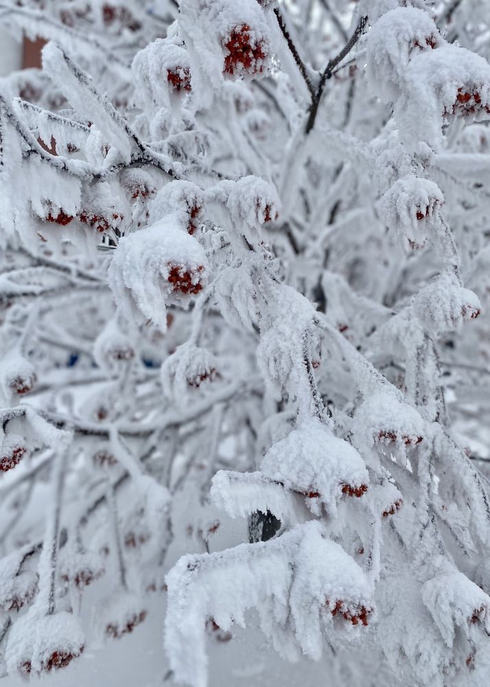 Снежная сказка
