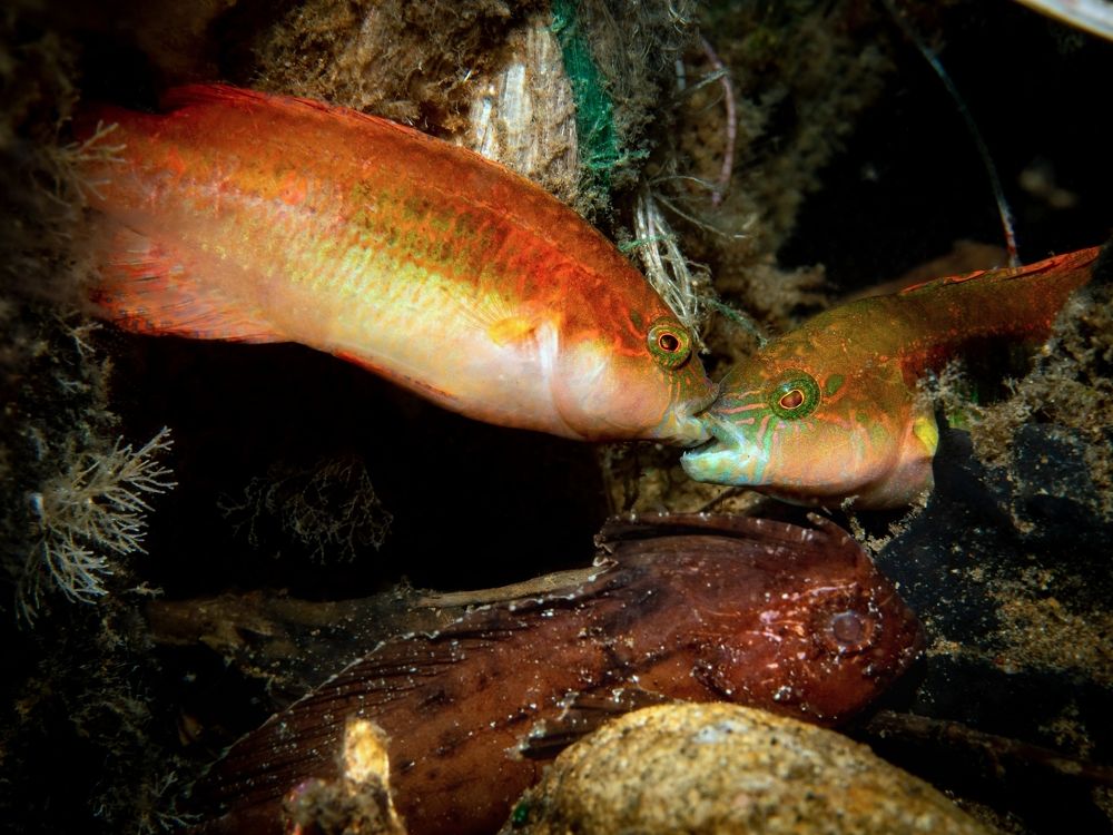 Photograph by Aldo Galante