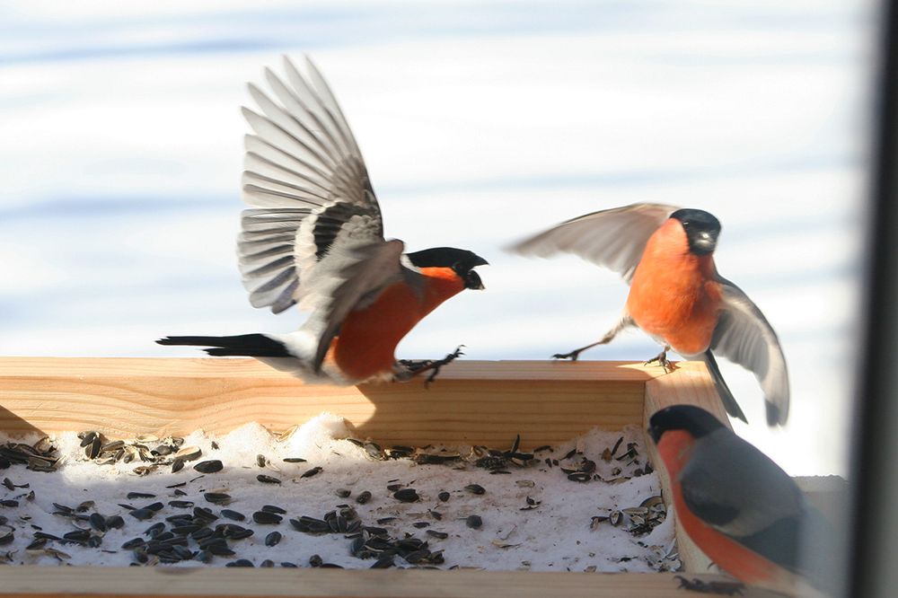 Photograph by Marmotte Marmotte