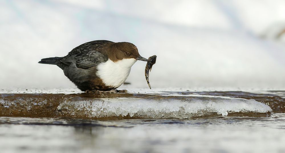 Photograph by Алексей Долженко