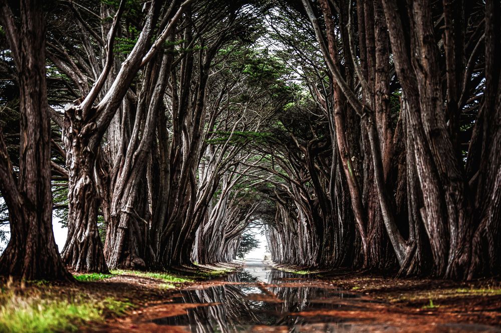 Фотография автора PIROOZ Moshavash