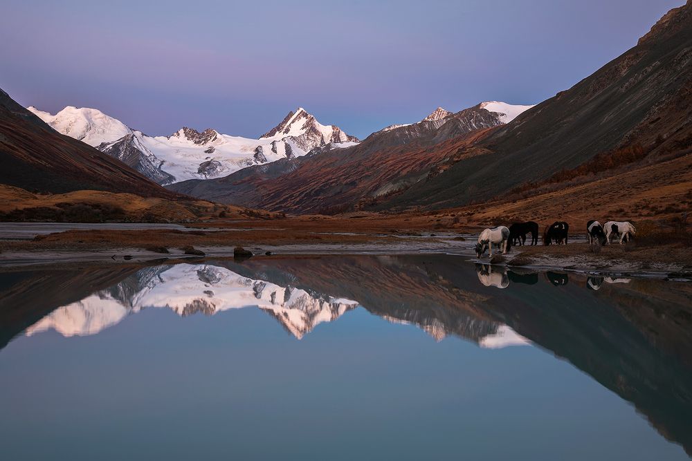 Водопой на рассвете