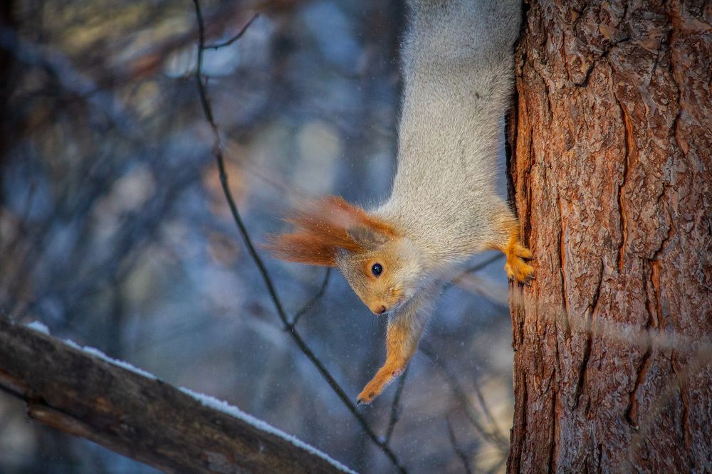 Фотография автора Анна Широкова