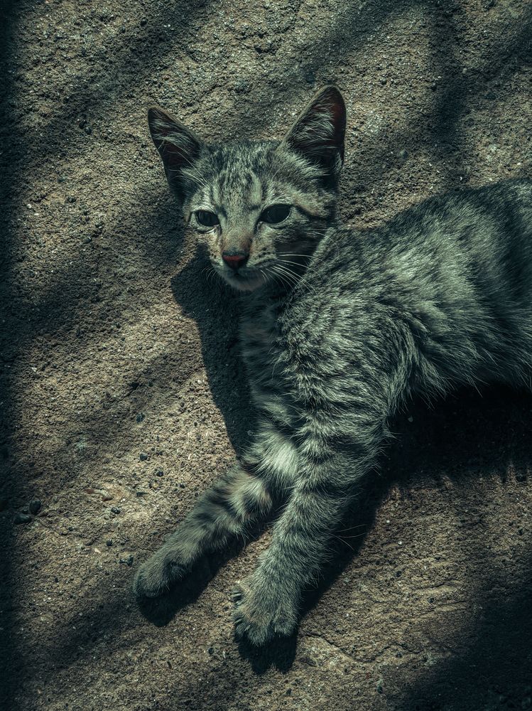 Photograph by Premkumar Karwar