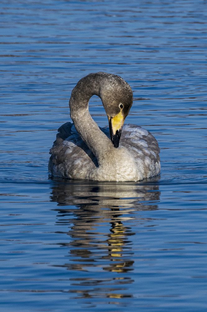 Photograph by Юлия Хобта