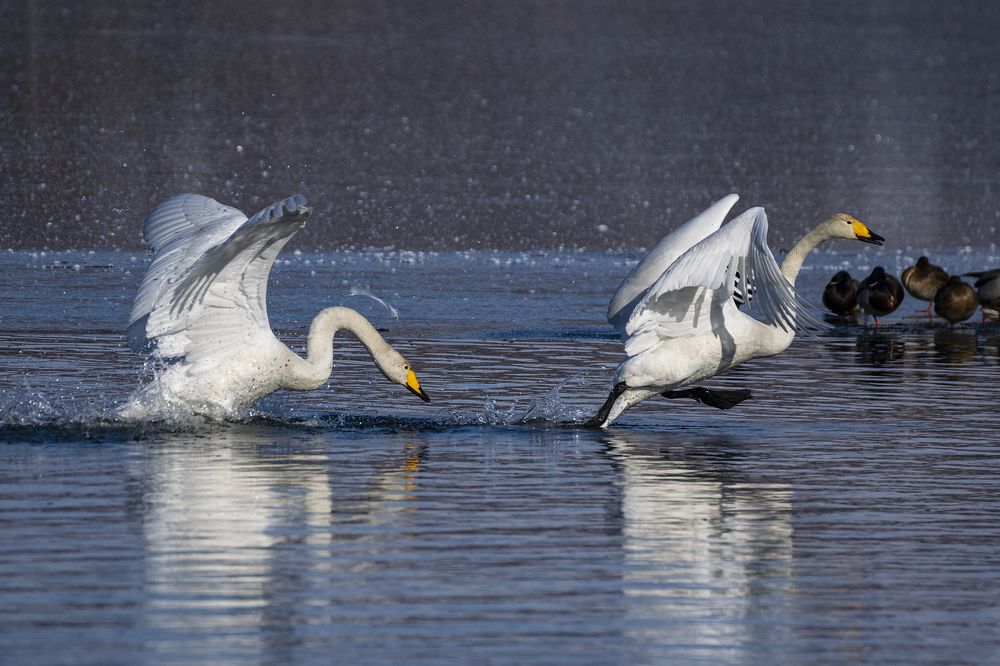 Photograph by Юлия Хобта