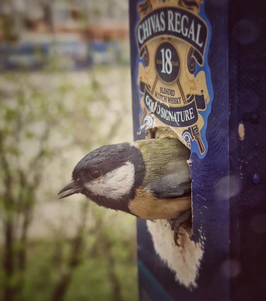 Фотография автора Igor Dyomin