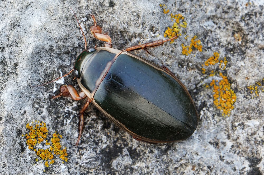Летающий и плавающий танк.